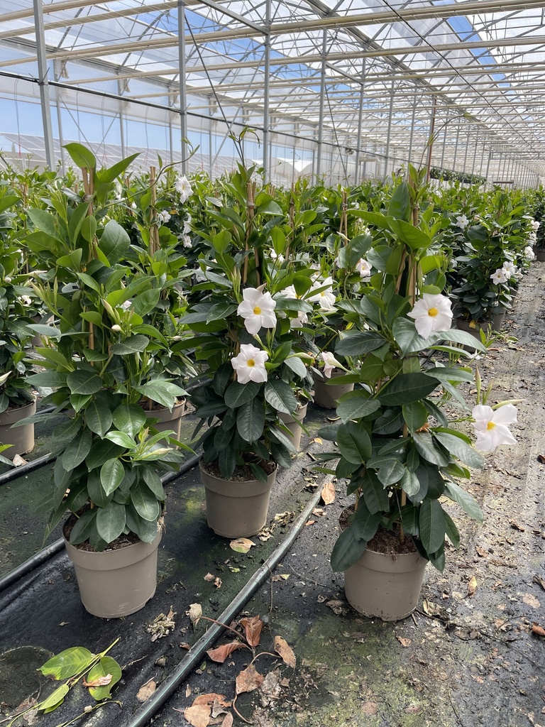 Dipladenia bianco piramide 17