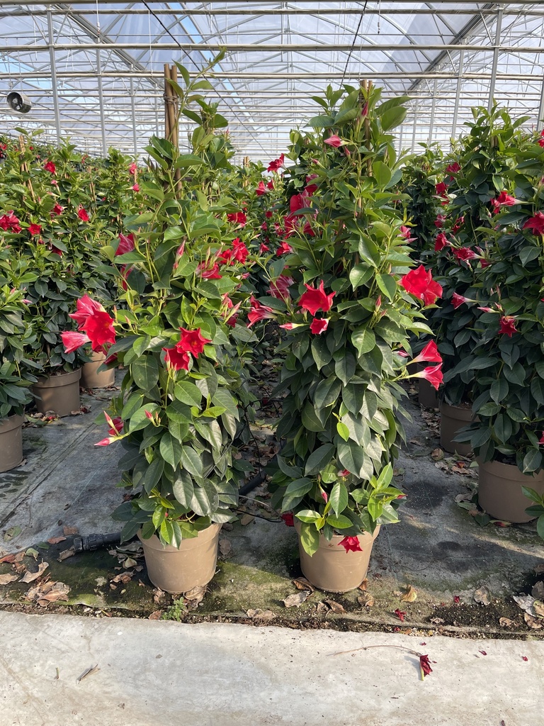 Dipladenia rosso piramide 21