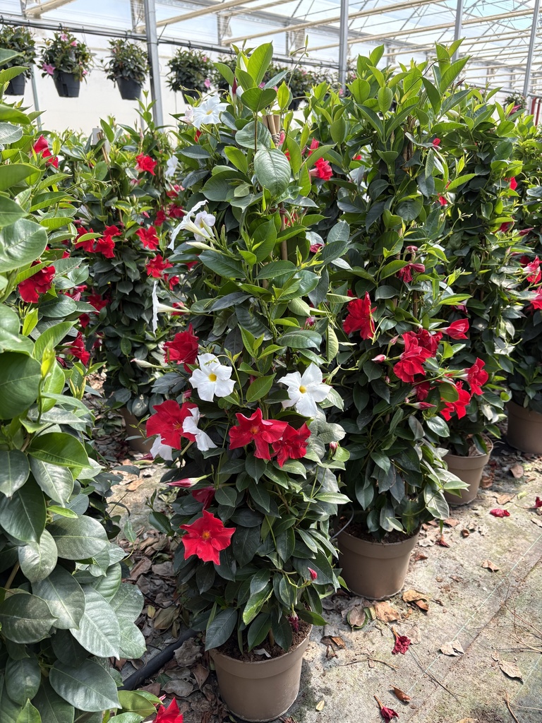 Dipladenia bicolor piramide 21