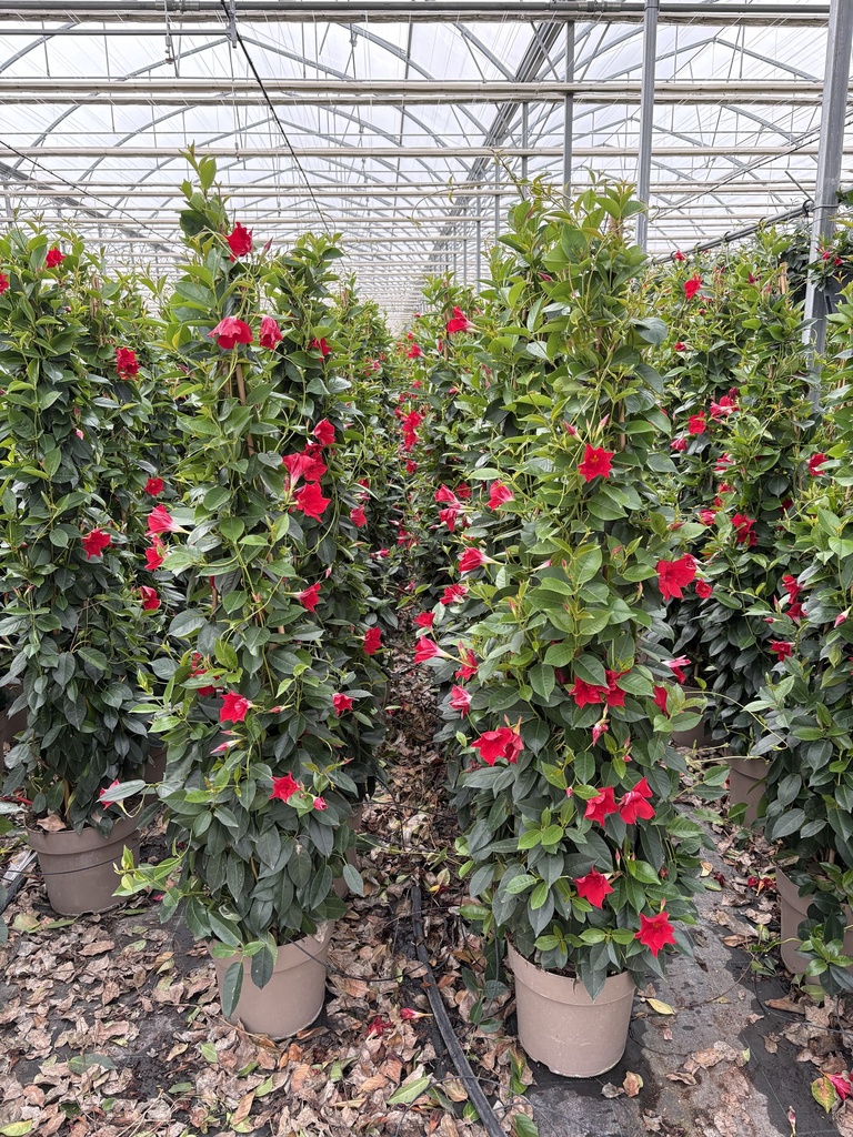 Dipladenia red pyramid 27