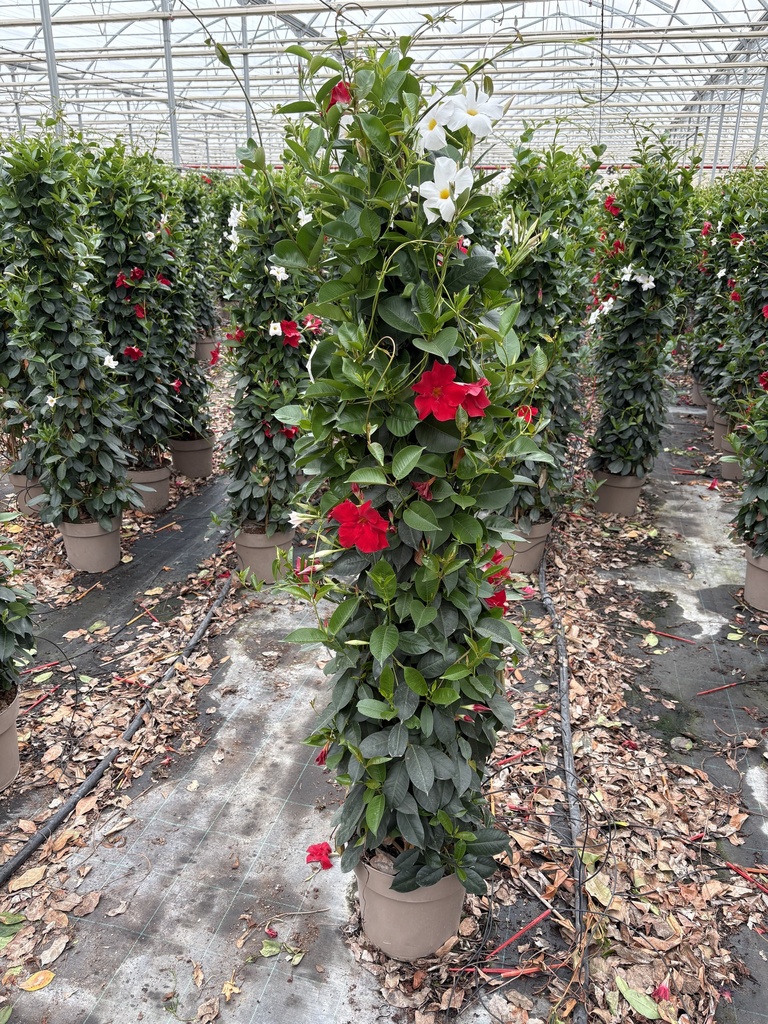 Dipladenia bicolor piramide 27