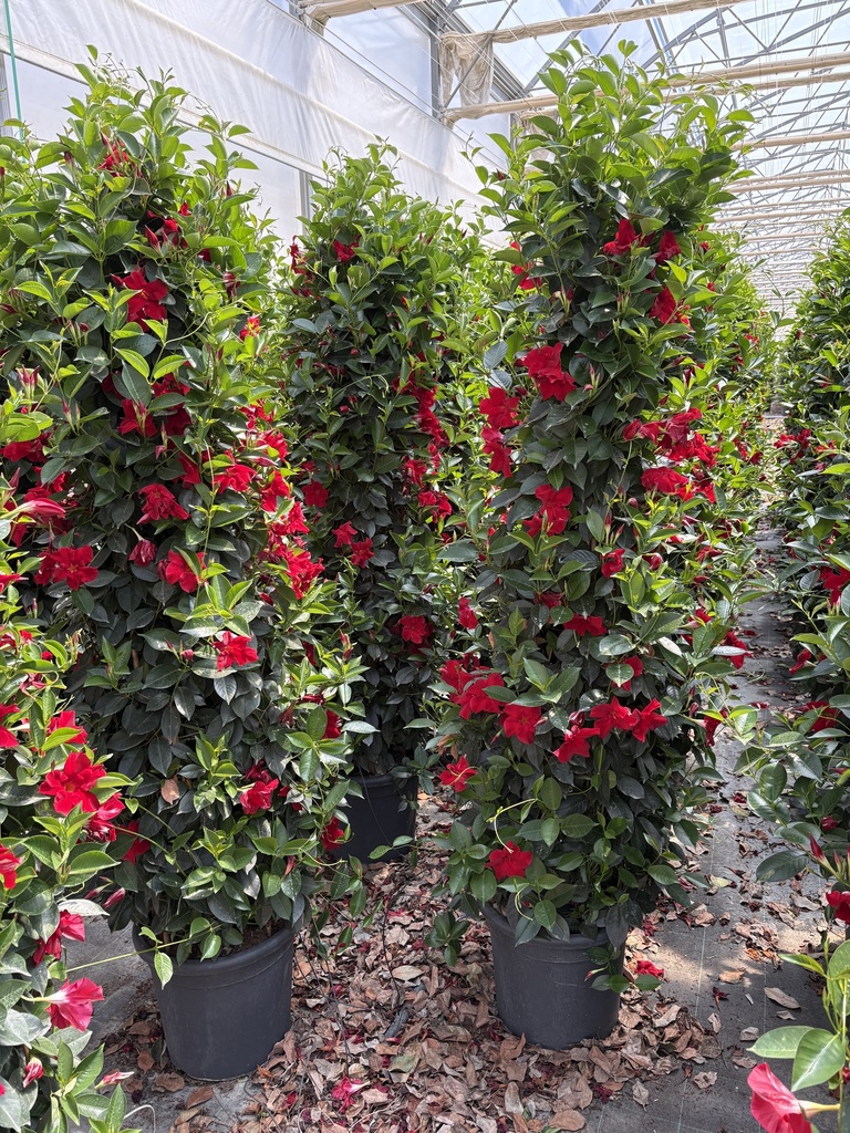 Dipladenia rosso piramide 33