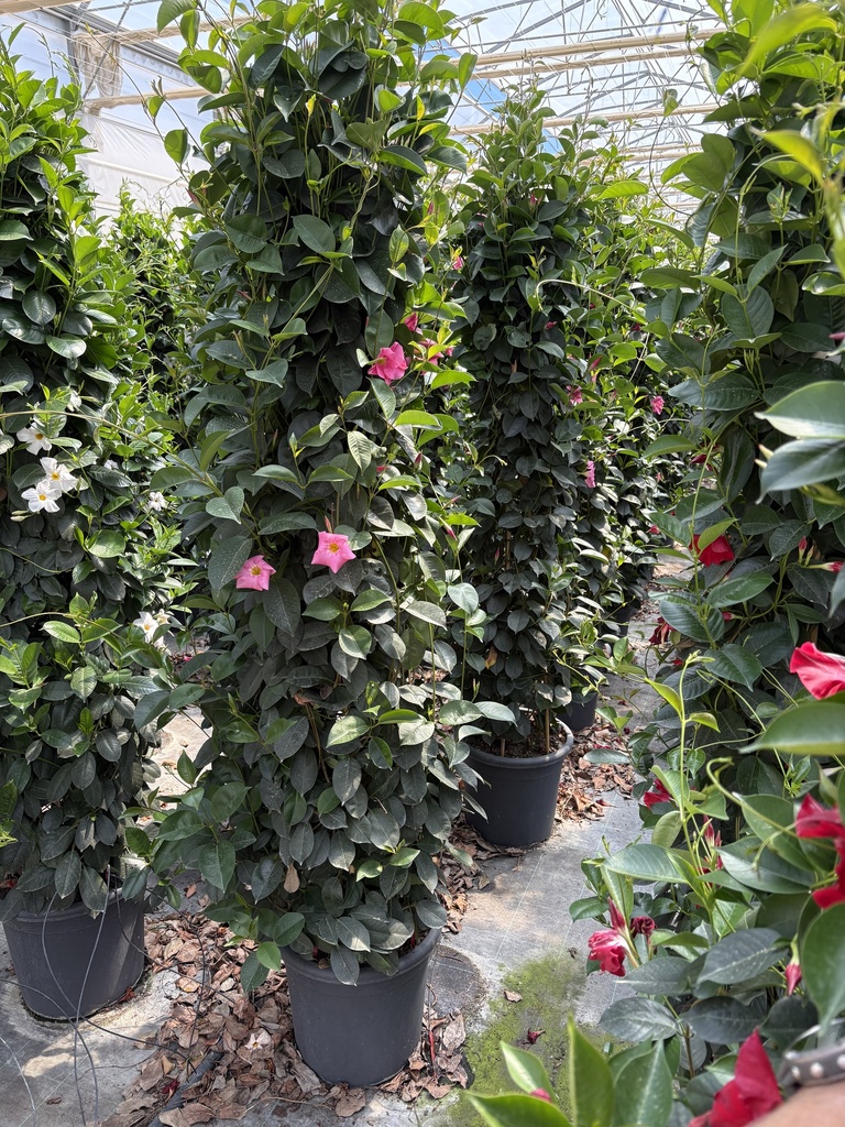 Dipladenia pink pyramid 33 