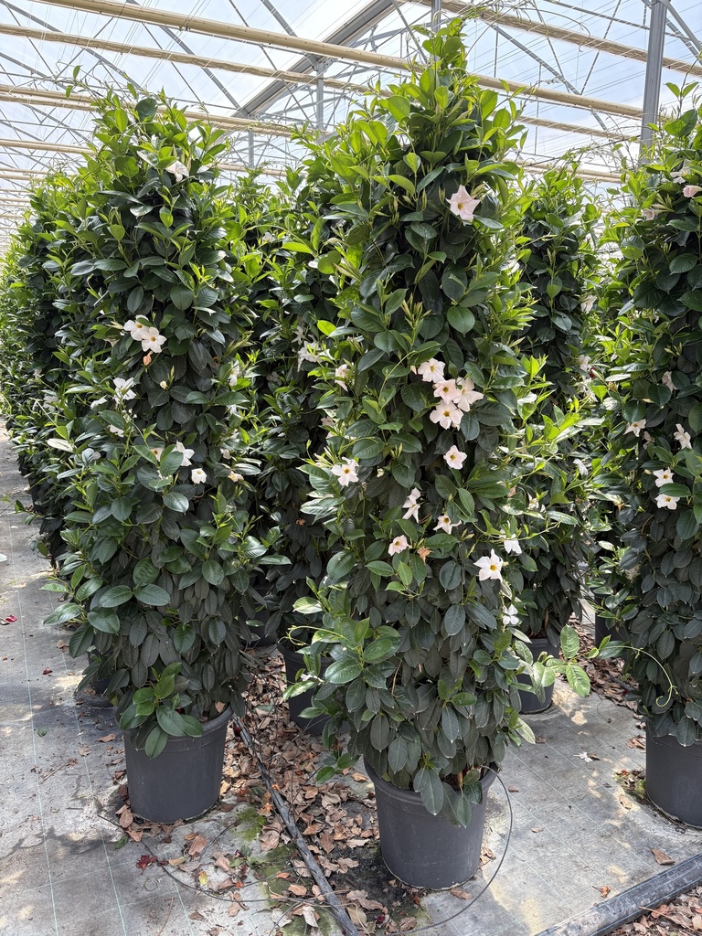 Dipladenia bianco piramide 33