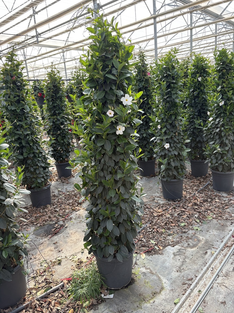 Dipladenia bianco piramide 33