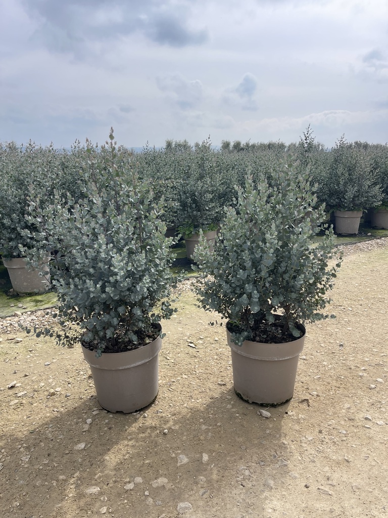 Eucalyptus gunnii cespuglio 27