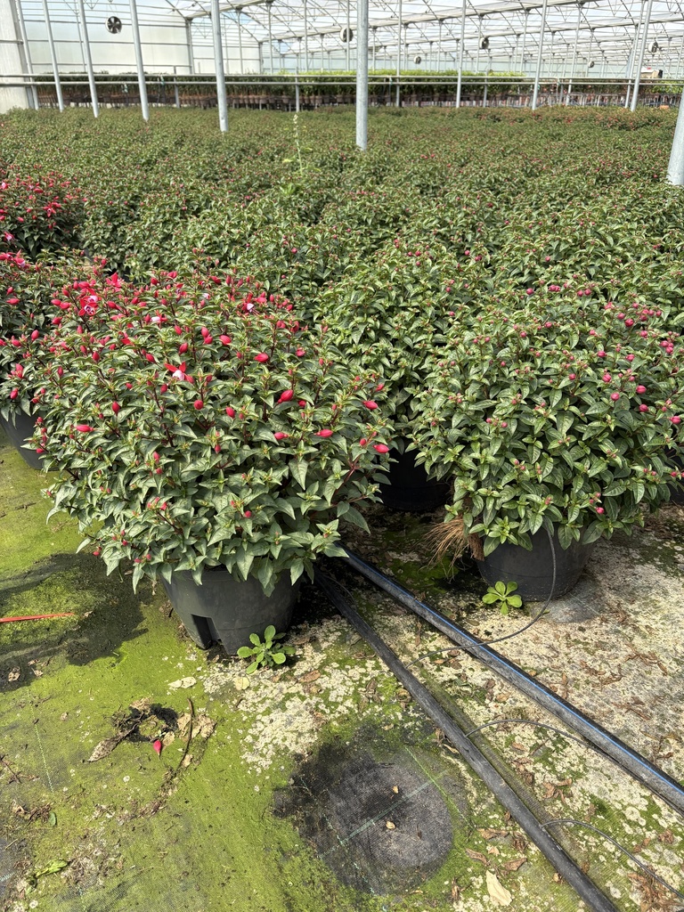 Fuchsia hybrida Ampel 27