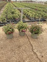 Fuchsia hybrida Busch 17