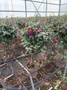 Fuchsia hybrida stem 17 