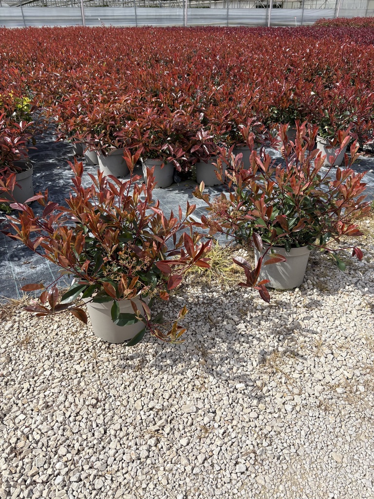 Photinia Red Robin Busch 26