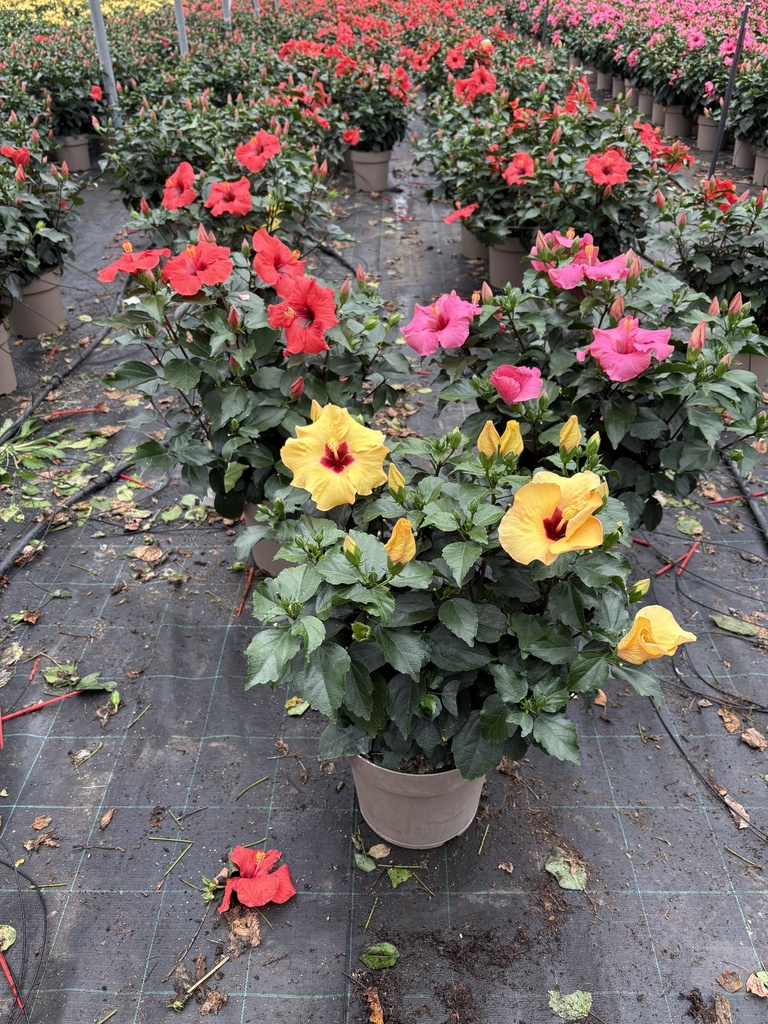 Hibiscus rosa sin. bush 27