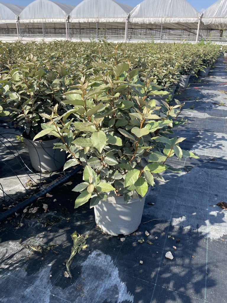 Elaeagnus ebbingei Compacta bush 26