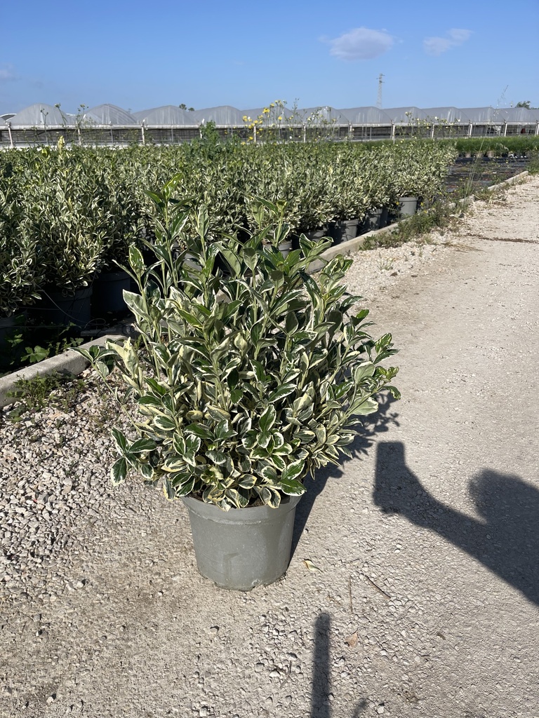 Euonymus jap. Bravo Busch 26