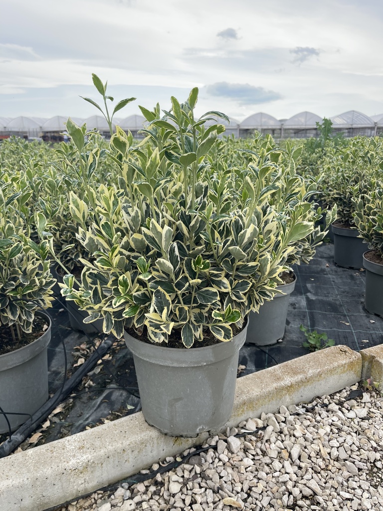 Euonymus jap. Bravo bush 26
