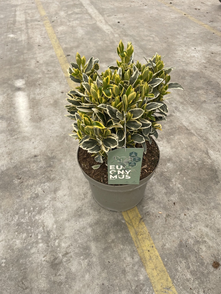Euonymus jap. Bravo bush 26