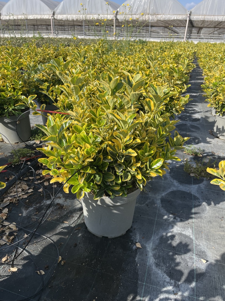 Euonymus jap. Aurea Busch 26