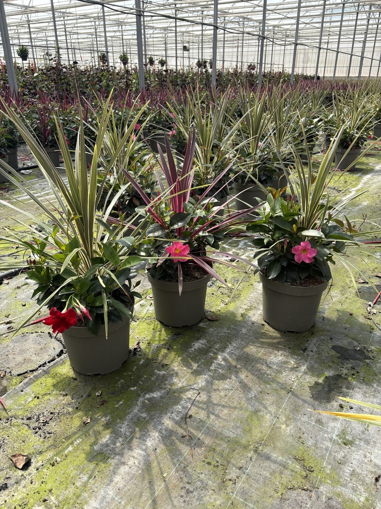 Dipladenia Garden Container MIX P.26