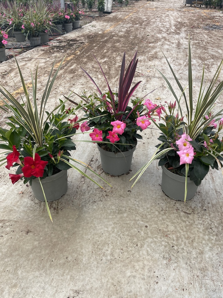 Dipladenia Garden Container MIX V.26