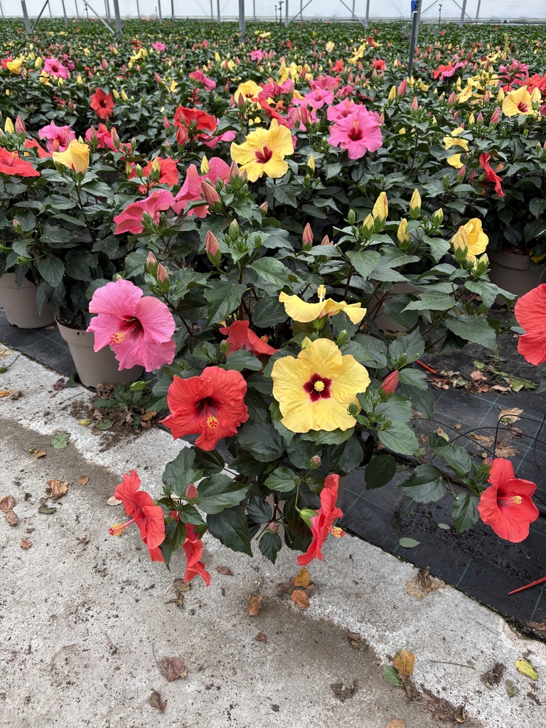 Hibiscus rosa sin. tricolor cespuglio 27