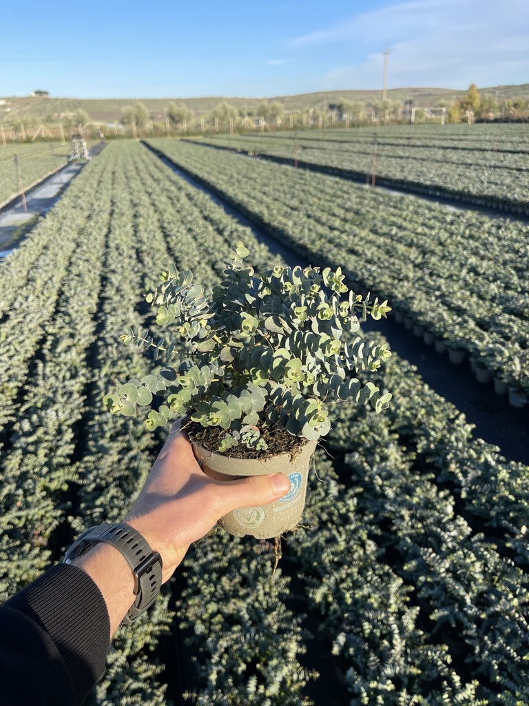 Eucalyptus pulverulenta Baby Blue Busch 12