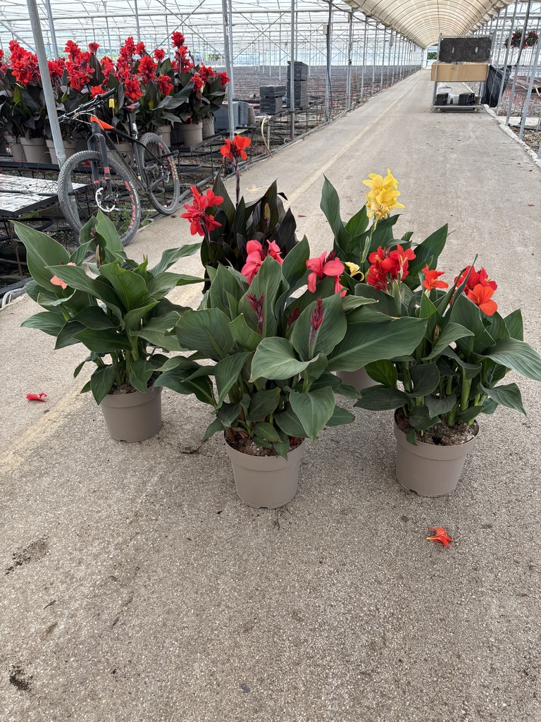 Canna CANNOVA Busch 27