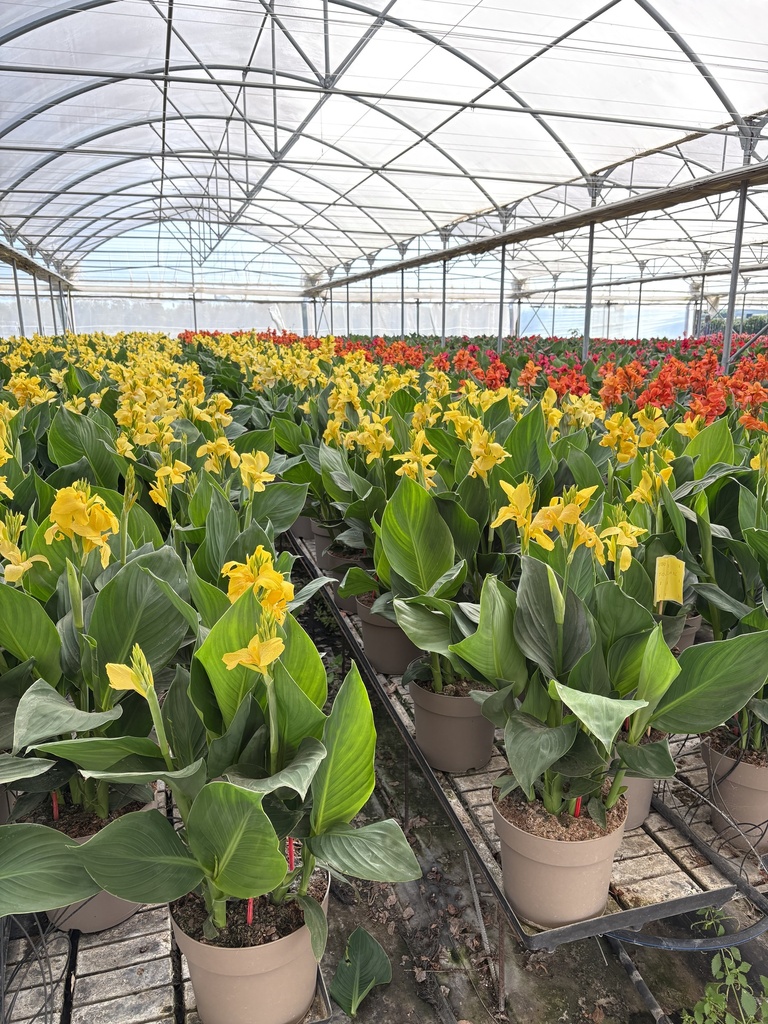 Canna CANNOVA cespuglio 27