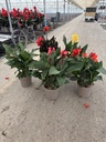 Canna CANNOVA bush 27