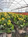 Canna CANNOVA cespuglio 27
