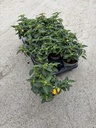 Lantana camara Orange Busch 12
