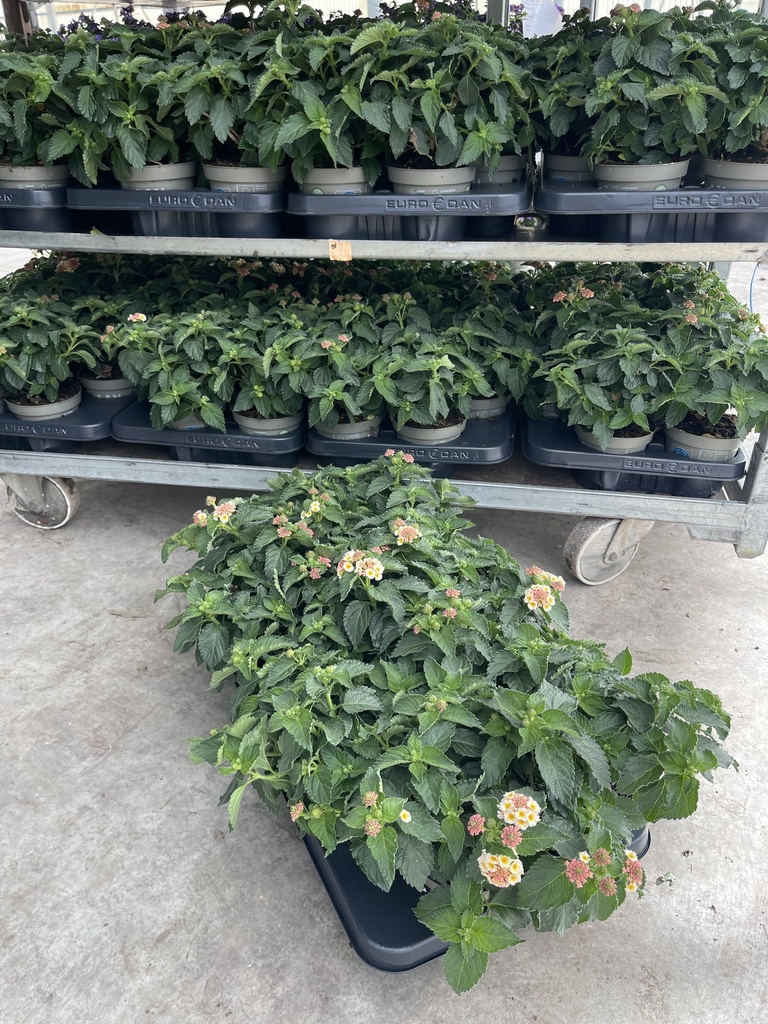 Lantana camara Lila Busch 12