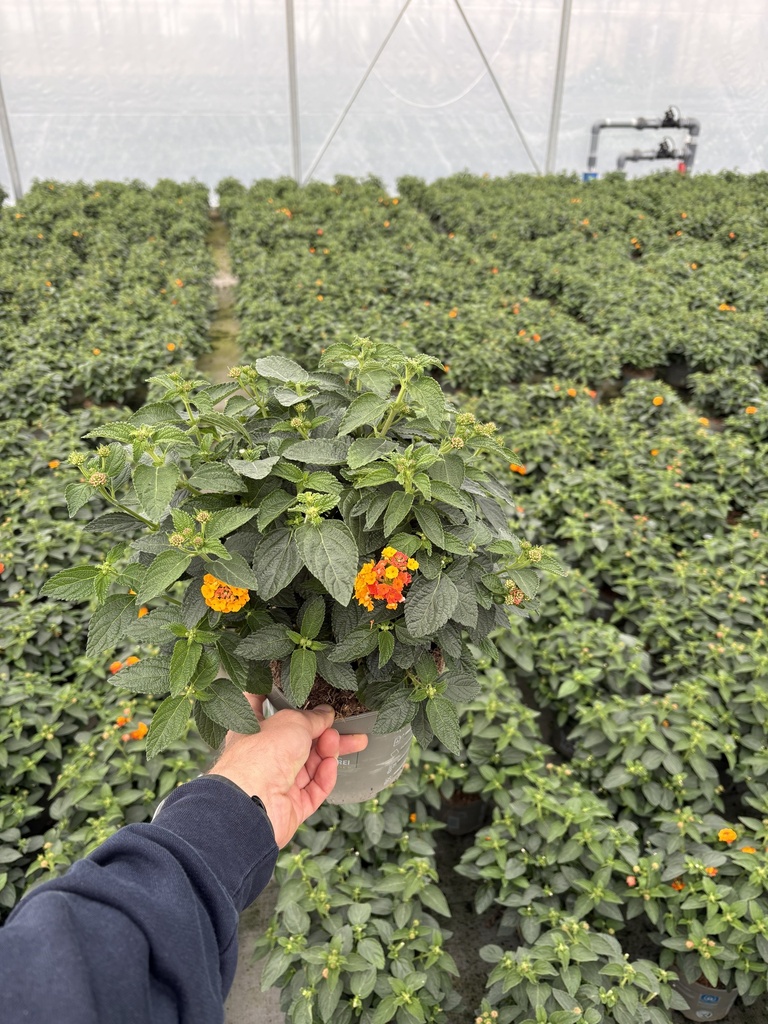 Lantana camara arancio cespuglio 17