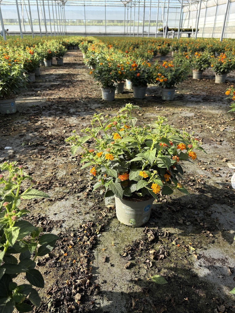 Lantana camara orange bush 17