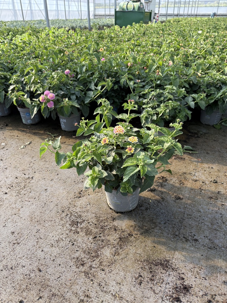 Lantana camara Lila Busch 17