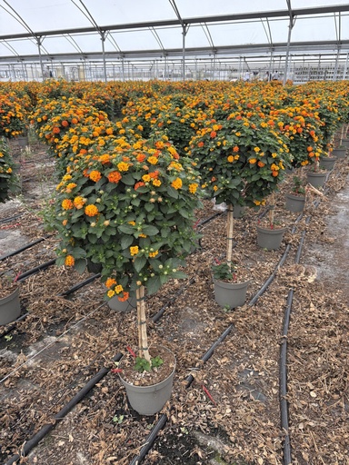 [LANST23O] Lantana camara Orange Stamm 23