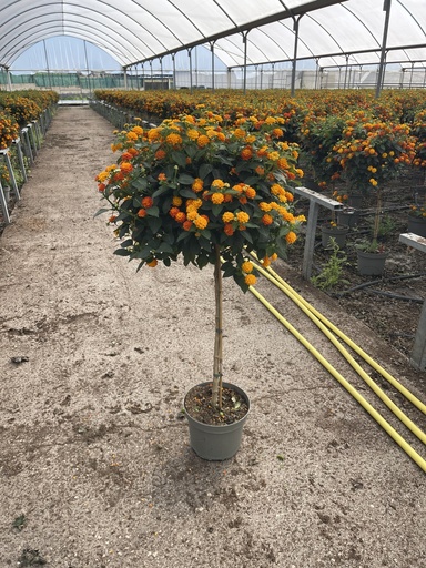 [LANST23O] Lantana camara Orange Stamm 23