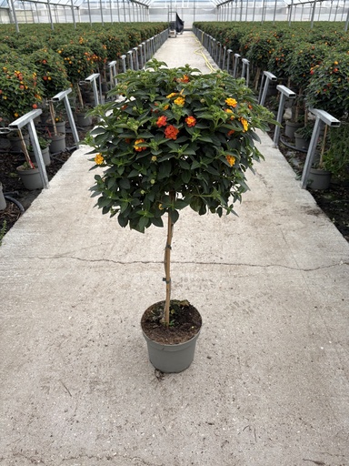 [LANST23O] Lantana camara orange stem 23