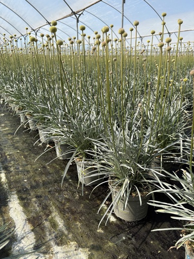 [CRASB17] Craspedia globosa Golf Beauty pot 17