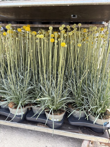 [CRASB17] Craspedia globosa Golf Beauty vaso 17