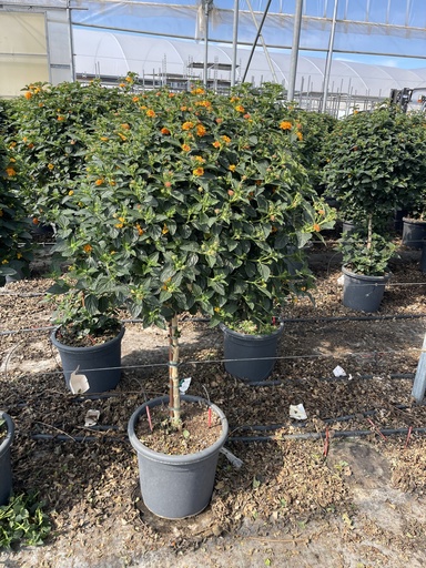 [LANST33O] Lantana camara arancio alberello 33