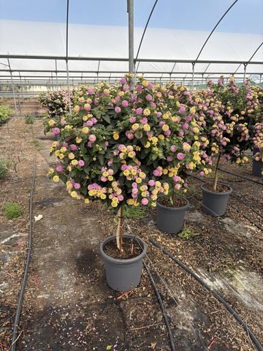 [LANST33L] Lantana camara Lila Stamm 33