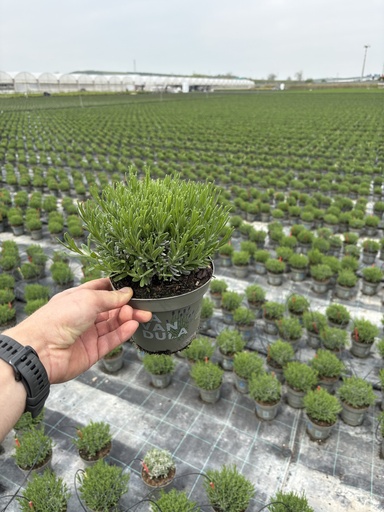 [LAVB14HB] Lavandula hidcote blu cespuglio 14