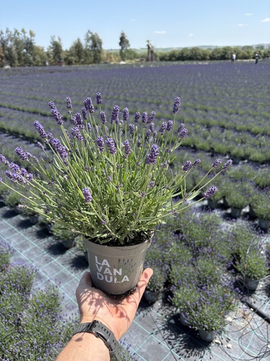 [LAVB14HB] Lavandula hidcote blue bush 14