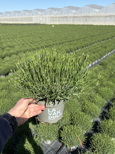 [LAVB17HB] Lavandula hidcote Blau Busch 17