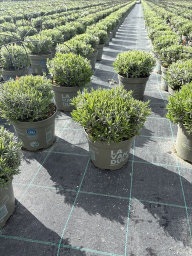 [LAVB17HB] Lavandula hidcote blue bush 17