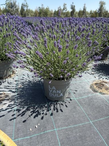 [LAVB17HB] Lavandula hidcote blue bush 17