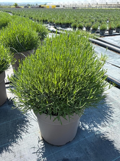 [LAVB27HB] Lavandula hidcote Blau Busch 27