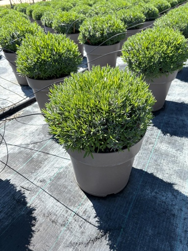 [LAVB27HB] Lavandula hidcote blue bush 27