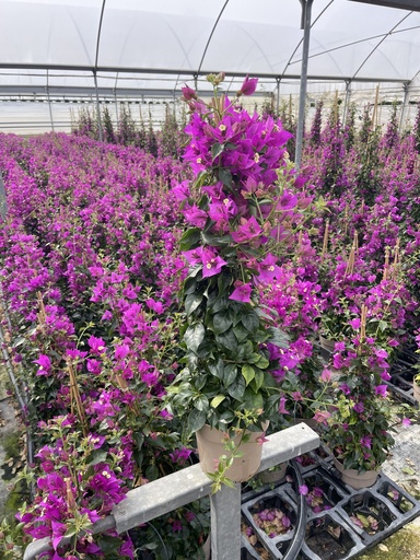 [BOUP17] Bougainvillea sanderiana piramide 17