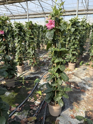 [MANP27A] Mandevilla amabilis Alice du Pont pyramid 27