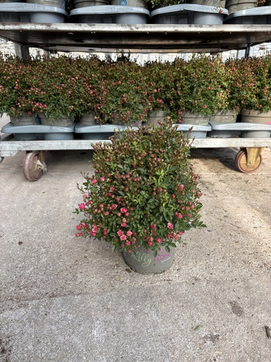 [ROSB17L] Rosa Lilly Rose bush 17